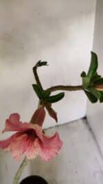 Planta Simples 3235 – 35cm – 03 anos - Imagem 4