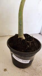 Planta Simples 3235 – 35cm – 03 anos - Imagem 6