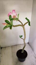 Planta Simples 3235 – 35cm – 03 anos - Imagem 5