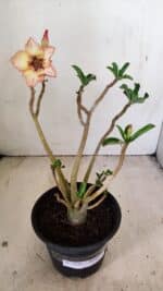 Planta Simples 3236 – 30cm – 02 anos - Imagem 2