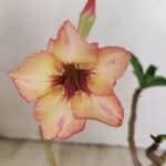 Planta Simples 3236 – 30cm – 02 anos