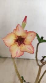 Planta Simples 3236 – 30cm – 02 anos