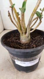 Planta Simples 3236 – 30cm – 02 anos - Imagem 7