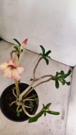 Planta Simples 3236 – 30cm – 02 anos - Imagem 6