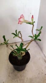 Planta Simples 3236 – 30cm – 02 anos - Imagem 5