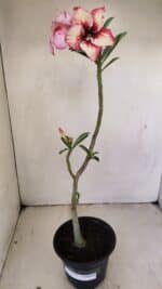 Planta Simples 3237 – 30cm – 02 anos - Imagem 2