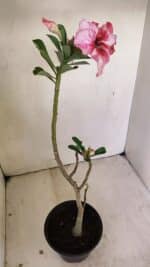 Planta Simples 3237 – 30cm – 02 anos - Imagem 6