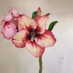 Planta Simples 3237 – 30cm – 02 anos