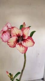 Planta Simples 3237 – 30cm – 02 anos