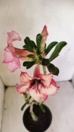 Planta Simples 3237 – 30cm – 02 anos - Imagem 4