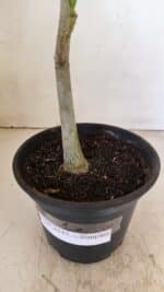 Planta Simples 3237 – 30cm – 02 anos - Imagem 5