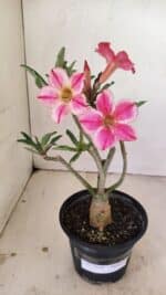 Planta Simples 3238 – 30cm – 02 anos - Imagem 2