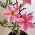 Planta Simples 3238 – 30cm – 02 anos