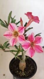 Planta Simples 3238 – 30cm – 02 anos