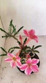 Planta Simples 3238 – 30cm – 02 anos - Imagem 4