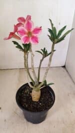 Planta Simples 3238 – 30cm – 02 anos - Imagem 5