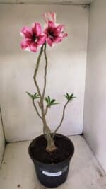 Planta Simples 3240 – 40cm – 03 anos - Imagem 2