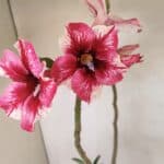 Planta Simples 3240 – 40cm – 03 anos