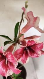 Planta Simples 3240 – 40cm – 03 anos - Imagem 5