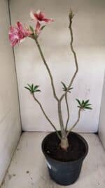 Planta Simples 3240 – 40cm – 03 anos - Imagem 7