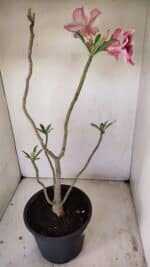 Planta Simples 3240 – 40cm – 03 anos - Imagem 6