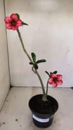 Planta Simples 3241 – 30cm – 02 anos - Imagem 2