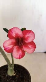 Planta Simples 3241 – 30cm – 02 anos - Imagem 4