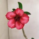 Planta Simples 3241 – 30cm – 02 anos