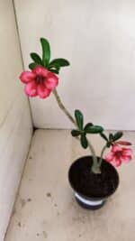 Planta Simples 3241 – 30cm – 02 anos - Imagem 6