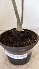 Planta Simples 3241 – 30cm – 02 anos - Imagem 7