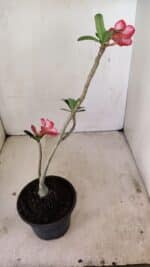 Planta Simples 3241 – 30cm – 02 anos - Imagem 5