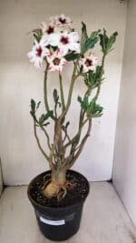 Planta Simples 3242 – 50cm – 04 anos - Imagem 2