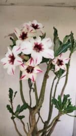 Planta Simples 3242 – 50cm – 04 anos - Imagem 5