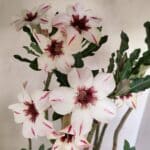 Planta Simples 3242 – 50cm – 04 anos