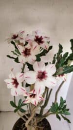 Planta Simples 3242 – 50cm – 04 anos