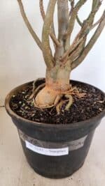 Planta Simples 3242 – 50cm – 04 anos - Imagem 8