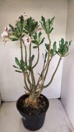 Planta Simples 3242 – 50cm – 04 anos - Imagem 7