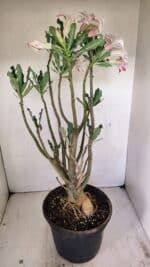 Planta Simples 3242 – 50cm – 04 anos - Imagem 6