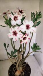 Planta Simples 3242 – 50cm – 04 anos - Imagem 4