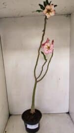 Planta Simples 3243 – 35cm – 03 anos - Imagem 2