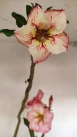 Planta Simples 3243 – 35cm – 03 anos - Imagem 3