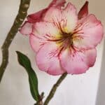 Planta Simples 3243 – 35cm – 03 anos