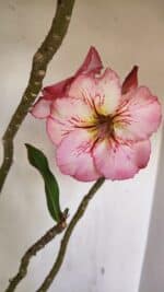 Planta Simples 3243 – 35cm – 03 anos