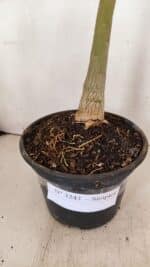 Planta Simples 3243 – 35cm – 03 anos - Imagem 6