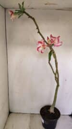 Planta Simples 3243 – 35cm – 03 anos - Imagem 5