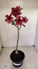 Planta Simples 3244 – 35cm – 03 anos - Imagem 2