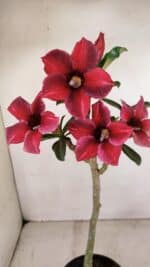 Planta Simples 3244 – 35cm – 03 anos