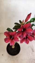 Planta Simples 3244 – 35cm – 03 anos - Imagem 4