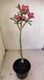 Planta Simples 3244 – 35cm – 03 anos - Imagem 5