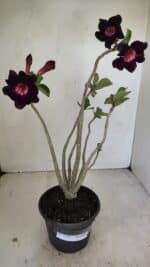 Planta Simples 3246 – 35cm – 03 anos - Imagem 2